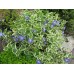 Барвинок Vinca major  «Variegata»